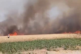 शॉर्ट सर्किट से खेत में आग लगने से गेहूं की फसल जलकर राख