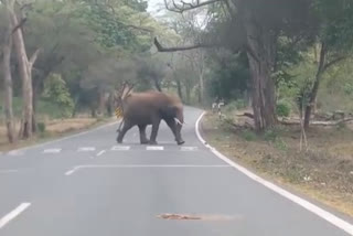 தேசிய நெடுஞ்சாலையை கடந்து சென்ற ஒற்றை யானை