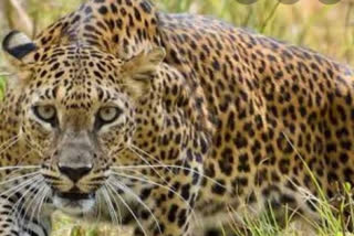 Leopard spotted, creates panic in Andhra Pradesh