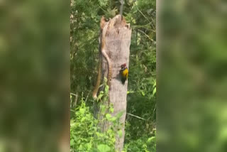 Watch: Mother bird fights to save chick from snake