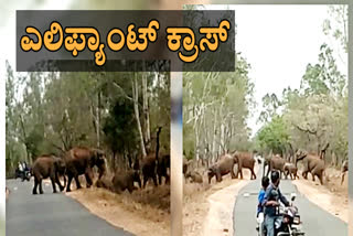 elephants crossing road