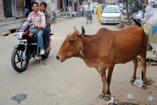 pet animals on road hisar