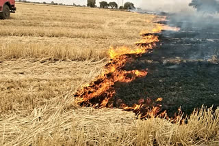 Sangod news, fire in Wheat farm