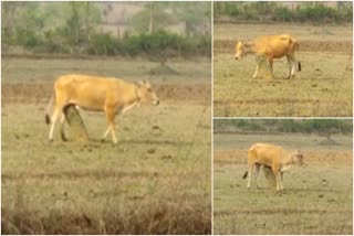 cow-in-shivamogga-goes-for-give-milk-to-stone-in-field