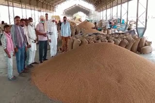 Raisinghnagar Grain Market,  Purchase of wheat in Sriganganagar