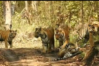 Ban on tourism activities in Kanha Tiger Reserve till 23 April