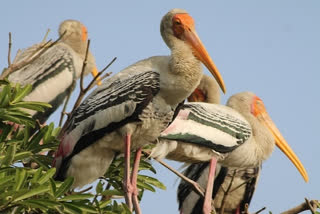 siberian cranes file photo