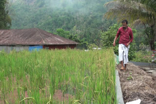 ടെറസില്‍ നെൽകൃഷി പരീക്ഷണം  ടെറസില്‍ നെൽകൃഷി  ടെറസ് നെൽകൃഷി  ടെറസ് കൃഷി  കൃഷി  ടെറസില്‍ നെൽകൃഷി അടിമാലി  Adimali  Adimali Paddy cultivation  terrace paddy cultivation  terrace paddy cultivation Adimali