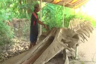 there is a thought as shift of Whale skeleton of karawara