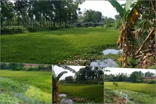 Residents of Pirarur are worried about the pollution in Pirarur Chira  Pirarur Chira  pollution in Pirarur Chira  Residents of Pirarur  പിരാരൂർ നിവാസികൾ  പിരാരൂർ ചിറയിലെ മാലിന്യം  കാലടി ഗ്രാമപഞ്ചായത്ത്