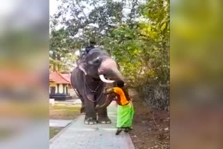 elephant-brutally-beaten-to-pose-for-photo-first-mahout-arrested