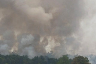 Scorched trees due to forest fire in giridih