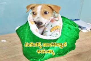 bellary-street-dog-now-flying-to-canada-for-its-new-home