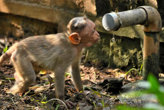 Monkey try to catched for water