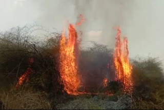 bamboo plantation caught fire in Chatra