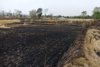 54 kanal of wheat destroyed due to fire in una