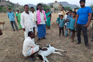 Leopard attack on a herd of goats at chowder pally mahabubnagar district