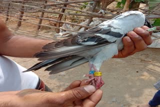 Pigeon reached kondagaon