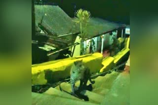 leopard entered a public residential area