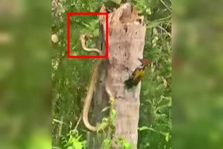 Rat Snake catches woodpecker child