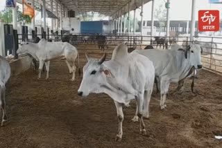 Rajasthan luxurious cowshed video