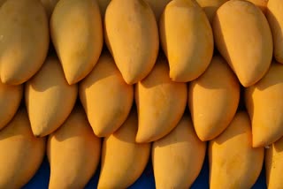 benefits-of-the-king-of-fruits-mango