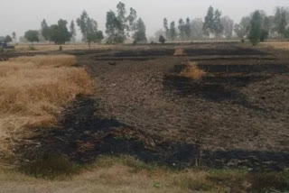 Hisar 4 acres of standing wheat crop burnt to ashes due to fire