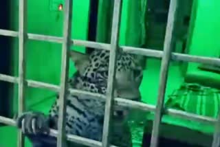 leopard rescued in Gudiyatham of Vellore