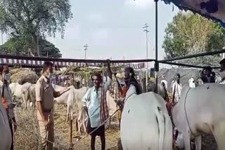 Vidurashvatha cattle fair