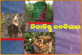 ବ୍ୟାପକ ଜଙ୍ଗଲ କ୍ଷୟ , ସଲାସୁତରାରେ ଚାଲିଛି କାଠ ବେପାର