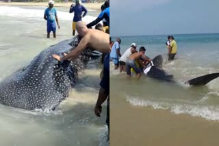 shark found on kovalam beach  കോവളത്ത് വൻ സ്രാവ് തീരത്തടിഞ്ഞു  സ്രാവ് തീരത്തടിഞ്ഞു  കോവളം  kovalam beach