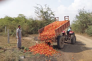 tomatoes