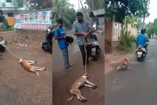 Cruelty against Dog  വീണ്ടും കണ്ണില്ലാത്ത ക്രൂരത  വളർത്ത് നായയെ ബൈക്കിൽ കെട്ടിവലിച്ച് ഉടമ  cruelty-to-dog-in-malappuram  നായയെ ബൈക്കിന്‍റെ പുറകിൽ കെട്ടിവലിച്ചു  പൊലീസ്