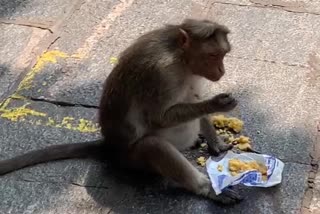 monkey ate a ladu in differnt way