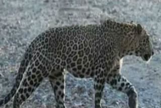 leopard-attacked-33-year-old-man-in-poanta-sahib