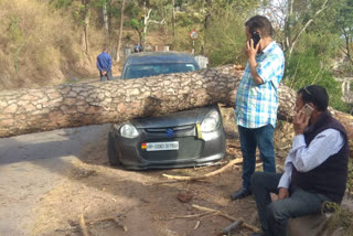 tree fell on Dharampur-Kasauli road