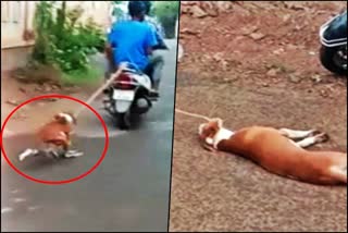 Dog tied to two-wheeler, dragged on road in Malappuram