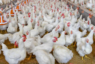 broiler_syndicates in assam