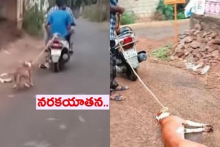 Dog tied to two wheeler