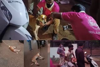 Pet dog tied to bike  Owner arrested  police  വളര്‍ത്തുനായയെ ബൈക്കില്‍ കെട്ടിവലിച്ച സംഭവം  ഉടമ അറസ്റ്റില്‍