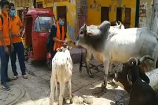 Young student's healing touch to stray animals in UP