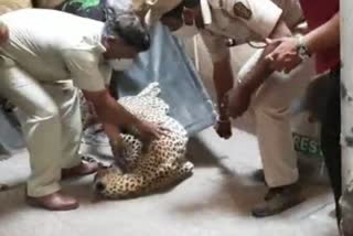 leopard rescue Chanakya Apartment