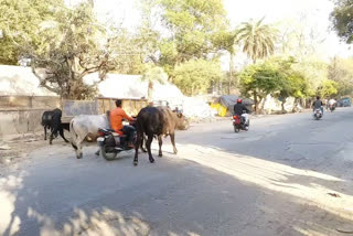 people disturbed by stray animals on road in budaun