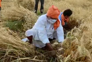 MLA on farm in Corona curfew, seen harvesting wheat in rewa