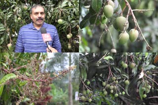 TENDER MANGO  കണ്ണിമാങ്ങാ  TENDER MANGO SEASON IN IDUKKY  ഇടുക്കിയിൽ കണ്ണിമാങ്ങക്കാലം  high range  ഹൈറേഞ്ച്  ഇടുക്കി  idukki  mango season  mango  മാങ്ങാകാലം