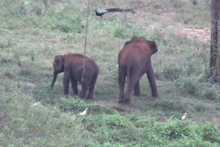 Elephants camping at the bhavanisagar dam