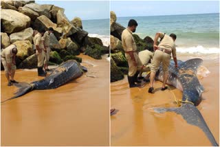 SHARK  സ്രാവ്  കോവളം  DEAD  KOVALAM