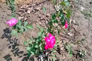 rose farming palwal