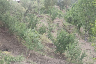 rainfall in karsog