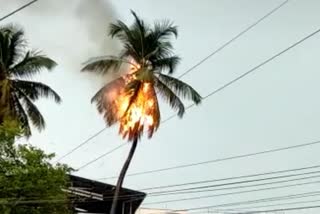 thunder light  on coconut tree